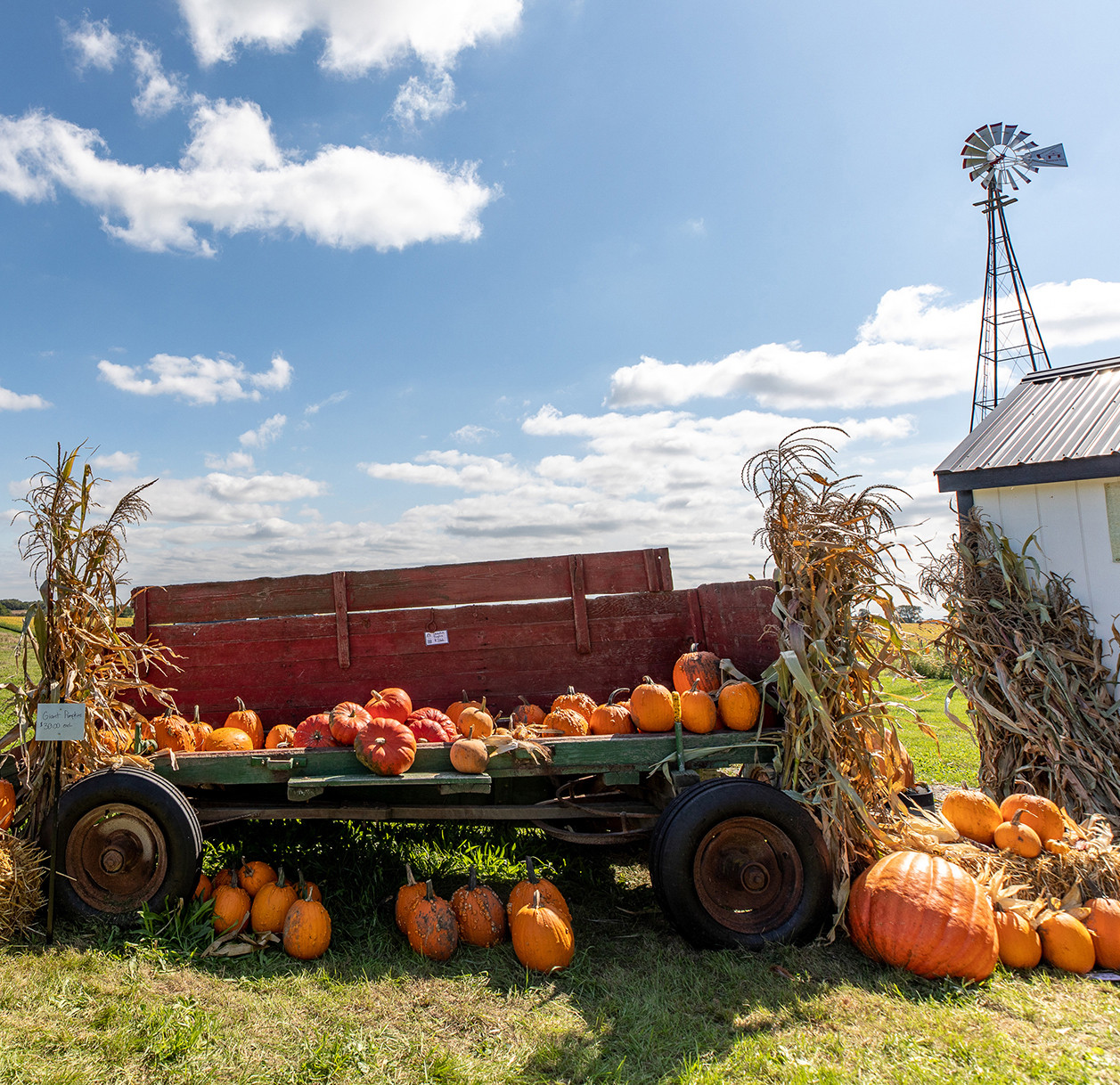 pumpkin-cart